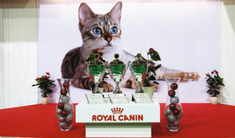 Выставка «Гран-при ROYAL CANIN»: Международная Выставка кошек в «КРОКУС ЭКСПО»