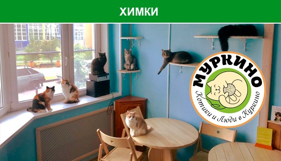 Бизнес план котокафе с расчетами